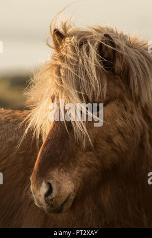 Cheval islandais, photographié sur l'Islande à l'automne Banque D'Images