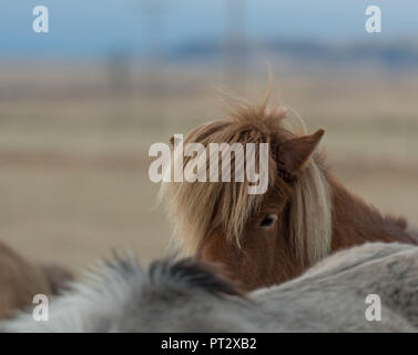 Chevaux Islandais, photographié sur l'Islande à l'automne Banque D'Images