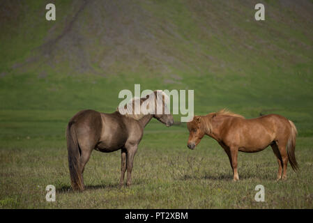 Chevaux Islandais, photographié sur l'Islande en été Banque D'Images