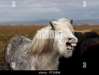 Chevaux Islandais, photographié sur l'Islande à l'automne Banque D'Images