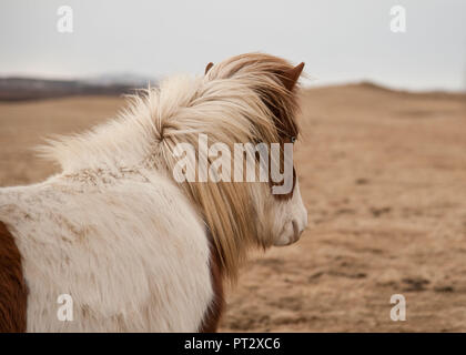 Cheval islandais, photographié sur l'Islande à l'automne Banque D'Images