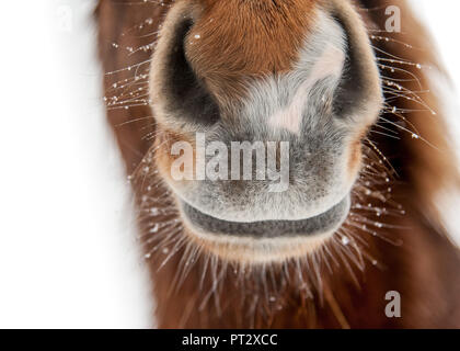 Les narines d'un cheval islandais, photographié sur l'Islande en hiver Banque D'Images