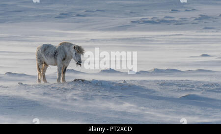 Cheval islandais, photographié sur l'Islande en hiver Banque D'Images