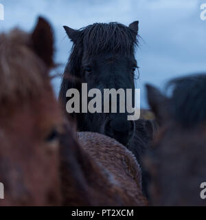 Chevaux Islandais, photographié sur l'Islande dans la pluie Banque D'Images