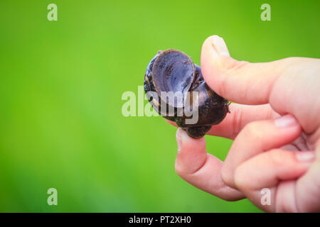 Golden applesnail ou canalisées applesnail (Pomacea canaliculata) est pris par la main avec le champ de riz vert arrière-plan. Il est d'eau douce exotiques mollus Banque D'Images