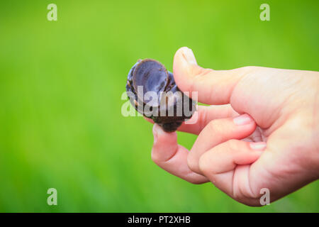 Golden applesnail ou canalisées applesnail (Pomacea canaliculata) est pris par la main avec le champ de riz vert arrière-plan. Il est d'eau douce exotiques mollus Banque D'Images