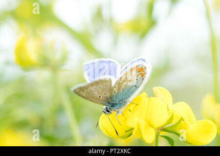 Gossamer-winged butterfly Banque D'Images