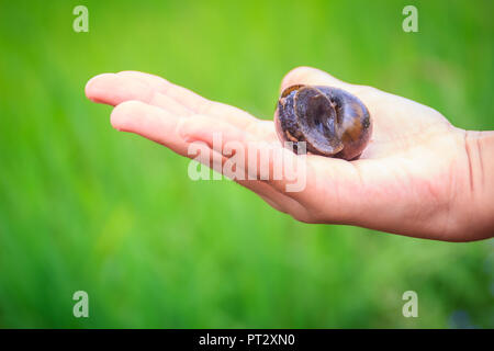 Golden applesnail ou canalisées applesnail (Pomacea canaliculata) est pris par la main avec le champ de riz vert arrière-plan. Il est d'eau douce exotiques mollus Banque D'Images