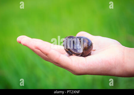 Golden applesnail ou canalisées applesnail (Pomacea canaliculata) est pris par la main avec le champ de riz vert arrière-plan. Il est d'eau douce exotiques mollus Banque D'Images