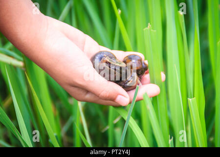 Golden applesnail ou canalisées applesnail (Pomacea canaliculata) est pris par la main avec le champ de riz vert arrière-plan. Il est d'eau douce exotiques mollus Banque D'Images