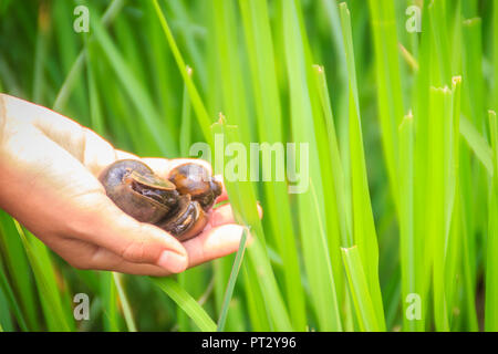 Golden applesnail ou canalisées applesnail (Pomacea canaliculata) est pris par la main avec le champ de riz vert arrière-plan. Il est d'eau douce exotiques mollus Banque D'Images