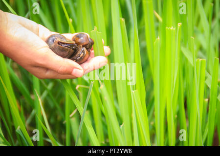 Golden applesnail ou canalisées applesnail (Pomacea canaliculata) est pris par la main avec le champ de riz vert arrière-plan. Il est d'eau douce exotiques mollus Banque D'Images