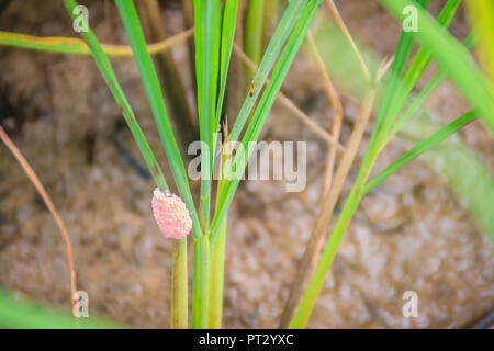 Oeufs de Golden Rose ou applesnail applesnail canalisée sur le riz arbre dans le champ de riz. Il est de plus en plus et répandre dans presque toutes les régions de la Thaïlande. Il Banque D'Images