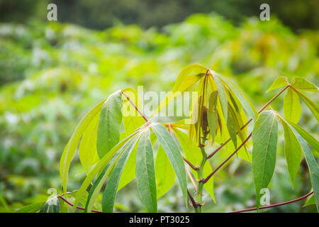 Manioc vert arbre dans le champ cultivé. Le manioc (Manihot esculenta), également appelé Yuca, Mandioa, manioc, tapioca, brésilien à l'arrowroot, woody shrub Banque D'Images