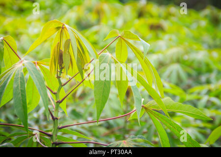 Manioc vert arbre dans le champ cultivé. Le manioc (Manihot esculenta), également appelé Yuca, Mandioa, manioc, tapioca, brésilien à l'arrowroot, woody shrub Banque D'Images