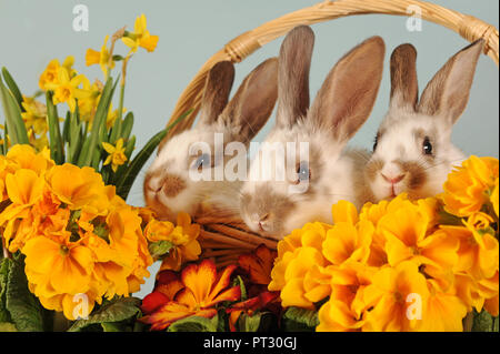 Les lapins, stable, les jeunes animaux tachetés brun assis dans panier de fleurs, Autriche Banque D'Images