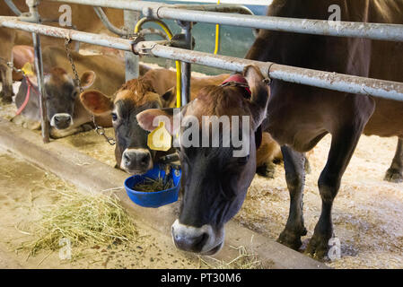 Ipswich, Massachusetts, fermes d'Appleton. Troupeau de 40 vaches nourries d'herbe ont leur repas de l'après-midi Banque D'Images