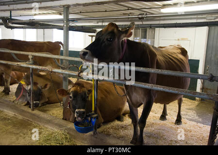 Ipswich, Massachusetts, fermes d'Appleton. Troupeau de 40 vaches nourries d'herbe ont leur repas de l'après-midi Banque D'Images