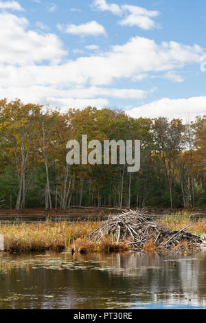 Dans Beaver Lodge Harold Parker State Forest, Andover, MA Banque D'Images