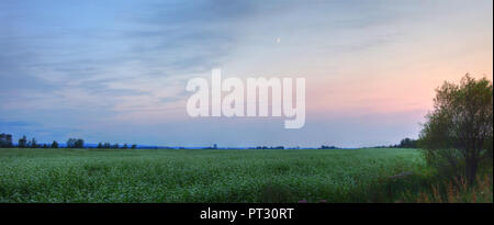 Coucher du soleil et lune lumière bleu ciel au-dessus de champ de fleurs blanches du sarrasin Banque D'Images