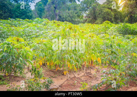 Manioc vert arbre dans le champ cultivé. Le manioc (Manihot esculenta), également appelé Yuca, Mandioa, manioc, tapioca, brésilien à l'arrowroot, woody shrub Banque D'Images