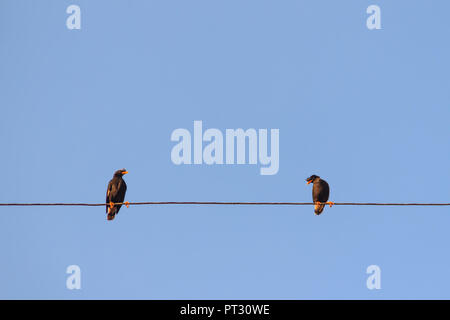 Le couple de Javan myna (Acridotheres javanicus) oiseaux de se percher sur des câbles électriques avec fond de ciel bleu. Deux oiseaux étourneau ou ventilé blanc Myna o Banque D'Images