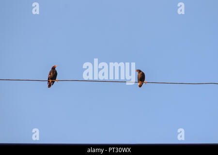 Le couple de Javan myna (Acridotheres javanicus) oiseaux de se percher sur des câbles électriques avec fond de ciel bleu. Deux oiseaux étourneau ou ventilé blanc Myna o Banque D'Images