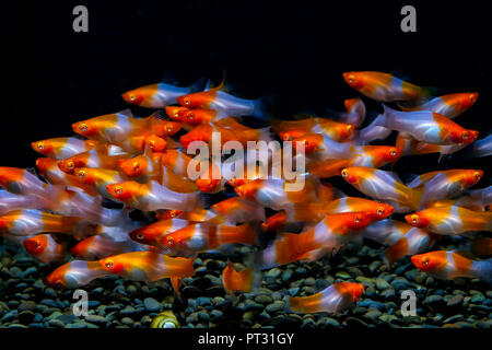 Xiphophorus helleri dans l'aquarium Banque D'Images