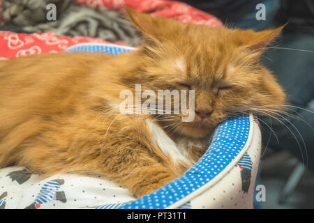 Un chat de Gingembre doux dort dans son lit douillet, soft focus Banque D'Images