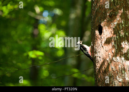 Pic en parc national de Kalkalpen, Haute Autriche, Autriche Banque D'Images