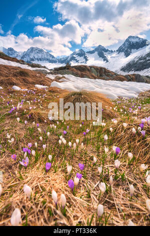 Miller Valley dans le parc de l'Adamello, province de Brescia, Lombardie, Italie, district Banque D'Images