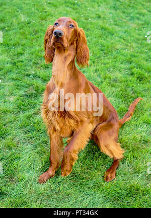 Un jeune chiot Setter Irlandais est orienté sur un traitement avec une patte jusqu' Banque D'Images