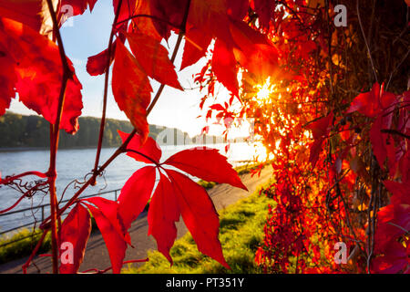 Les feuilles de vigne rétroéclairé rouge vif le long du Rhin à Bonn , Allemagne Banque D'Images