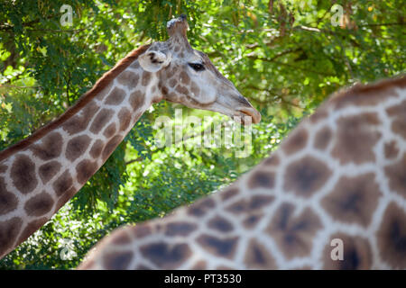 La girafe, le Zoo de Dortmund, Allemagne, Banque D'Images