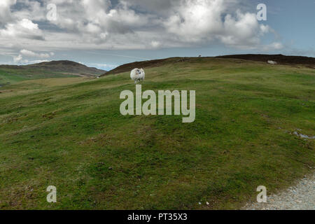 Stairing moutons à la camera, l'Irlande, le Connemara, l'île Inishboffin, Inis Bo Finne (île de la vache blanche) se trouve à 11 kilomètres au large de la côte de Galway. Banque D'Images