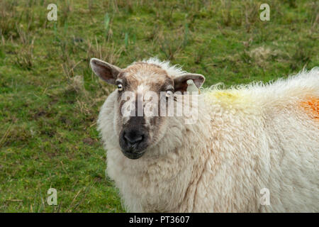 Les moutons à la caméra, l'Irlande, dans le Connemara, l'île Inishboffin, Inis Bo Finne (île de la vache blanche) se trouve à 11 kilomètres au large de la côte de Galway. Banque D'Images