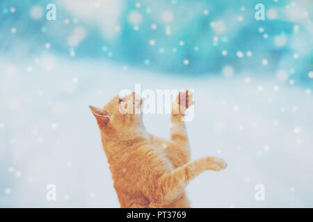 Portrait d'un chat rouge à l'extérieur en hiver enneigé. La mendicité des prises cat flocons Banque D'Images