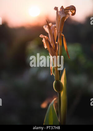 Fleurs fanées dans le coucher du soleil Banque D'Images