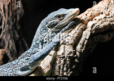 Arbre généalogique à points bleus (Varanus macraei, moniteur), Allemagne Banque D'Images