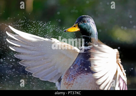 Mallard (Anas platyrhychos), le battement des ailes, ist, la faune, l'Allemagne, Banque D'Images