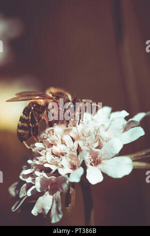 Un nectar d'abeille sur une fleur de trèfle, Trifolium Banque D'Images