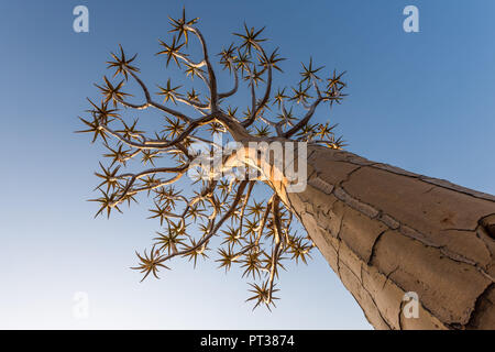 Arbre à carquois Quiver Tree Forest / aire de jeu géant près de Keetmanshoop, la Namibie du Sud Banque D'Images