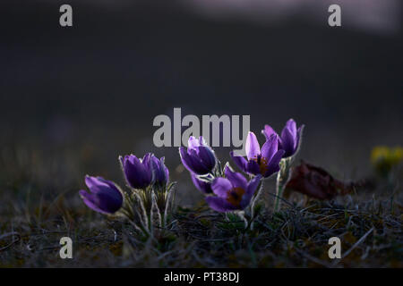 , Pasqueflower Pulsatilla vulgaris Banque D'Images