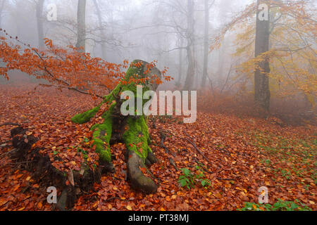 Bois de hêtre en automne, Freudenburg, vallée de la Sarre, Rhénanie-Palatinat, Allemagne Banque D'Images