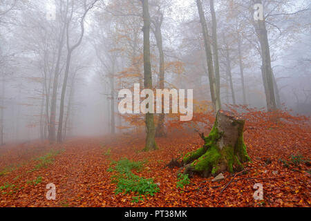 Bois de hêtre en automne, Freudenburg, vallée de la Sarre, Rhénanie-Palatinat, Allemagne Banque D'Images