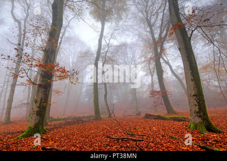 Bois de hêtre en automne, Freudenburg, vallée de la Sarre, Rhénanie-Palatinat, Allemagne Banque D'Images