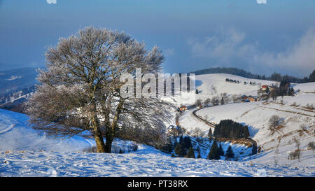 Vieux hêtres sur le Schauinsland en hiver, Forêt-Noire du Sud, Hochschwarzwald, Baden-Wurttemberg, Allemagne Banque D'Images