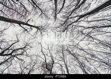 Ciel d'hiver en décembre avec la neige et les hêtres sans feuilles Banque D'Images