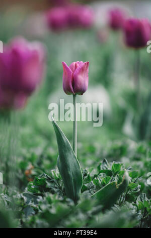 En tulipes tulip bed Banque D'Images