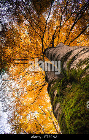 Beech tree, feuilles d'automne jaune d'or, worm's eye view Banque D'Images